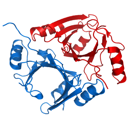 Ribbon diagram of a methylmalonyl-CoA epimerase dimer from Propionibacterium shermanii