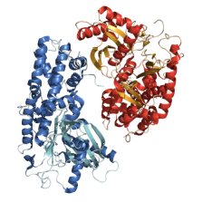 Structure of hexokinase of the yeast Kluyveromyces lactis