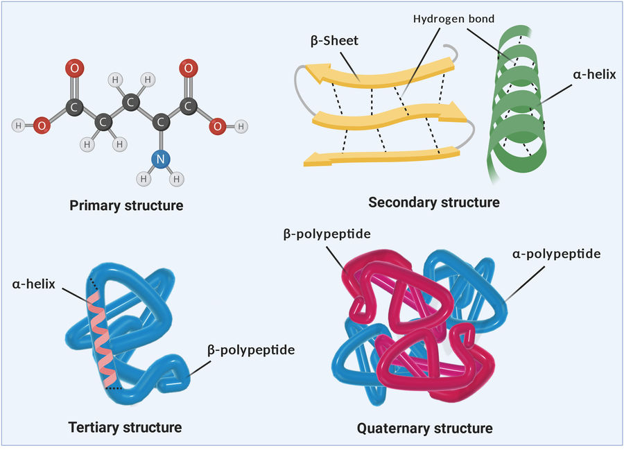 Different levels of protein structural organization: primary, secondary, tertiary and quaternary structures.