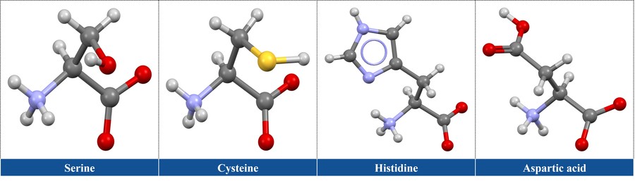Some notable amino acids in enzymatic activity: serine, cysteine, histidine, aspartate, and glutamate.