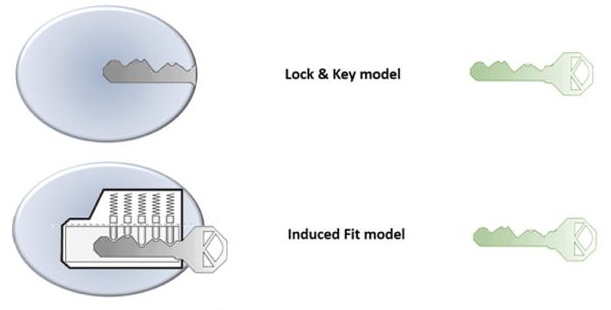 Two primary models of enzyme-substrate complexes: lock and key model and induced fit model.