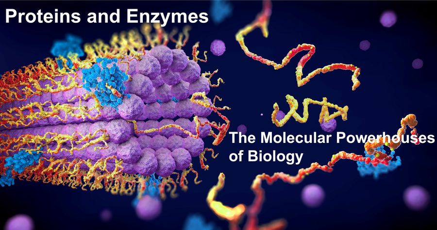Proteins and Enzymes: The Molecular Powerhouses of Biology