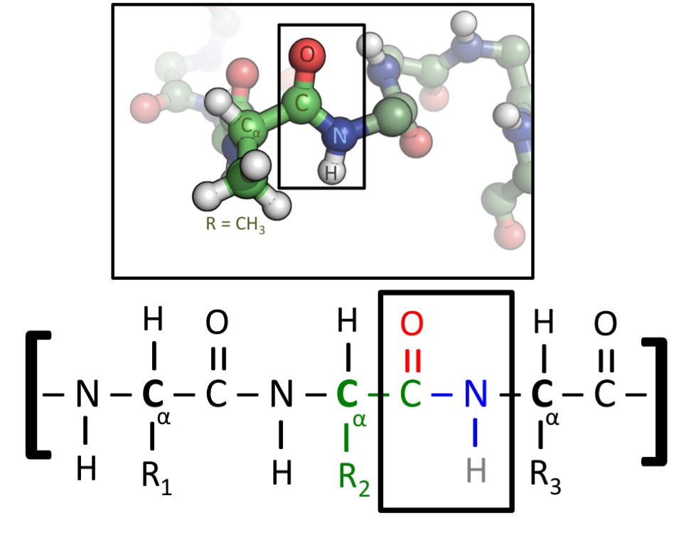 Chemical structure of the peptide bond.