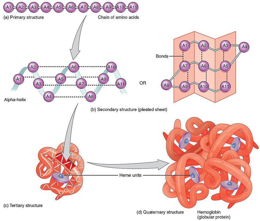 Primary, secondary, tertiary and quaternary structure of proteins.