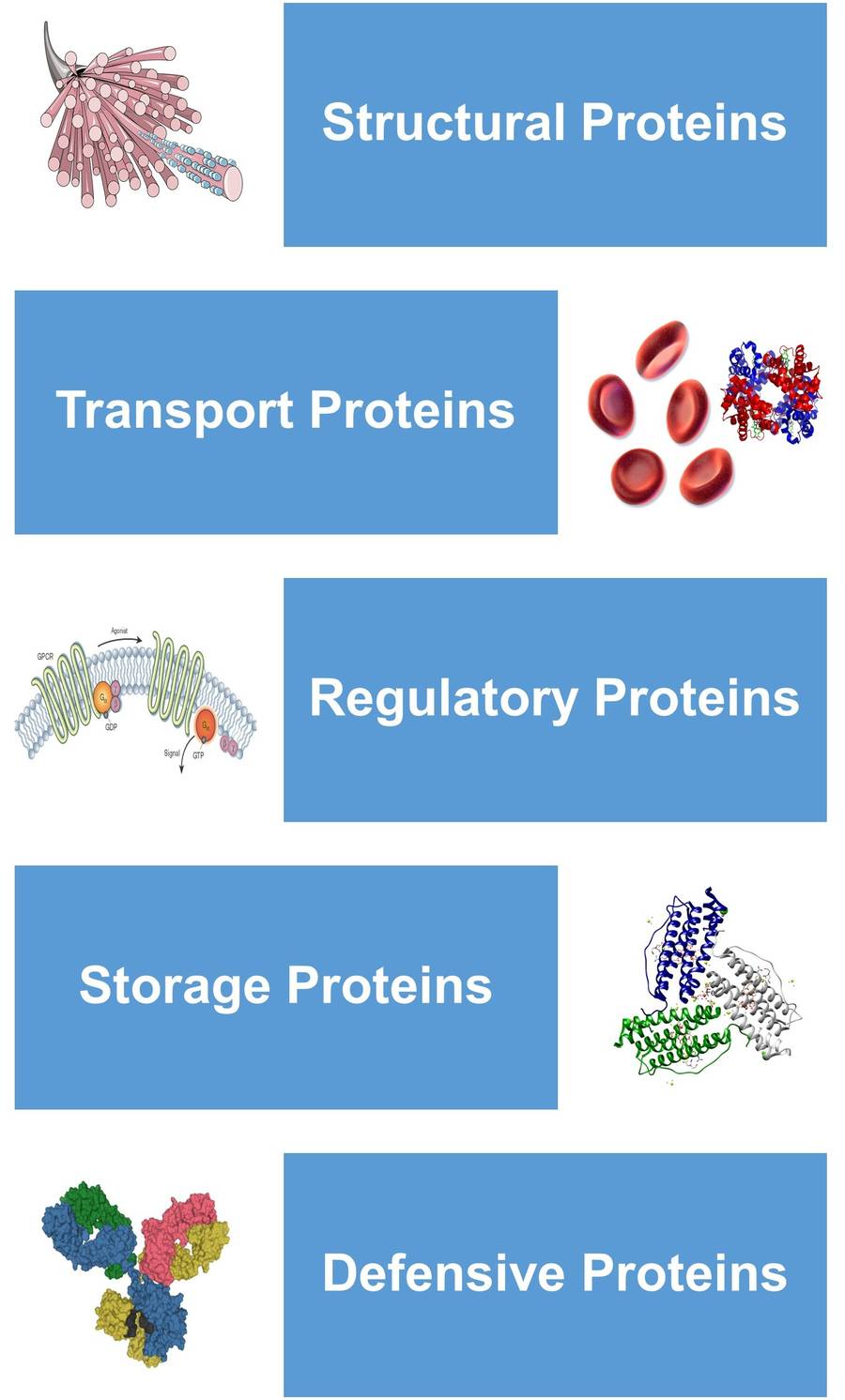 Types of proteins: structural proteins, transport proteins, regulatory proteins, storage proteins and defensive proteins.