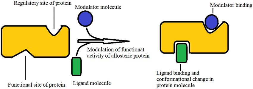 Allosteric protein function, which binds to enzymes at specific sites and enhances or inhibits their activity.