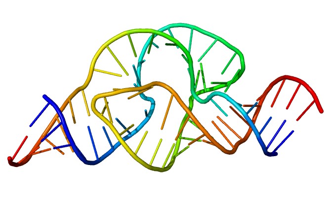 Ribozymes are RNA molecules that have the ability to catalyze specific biochemical reactions.