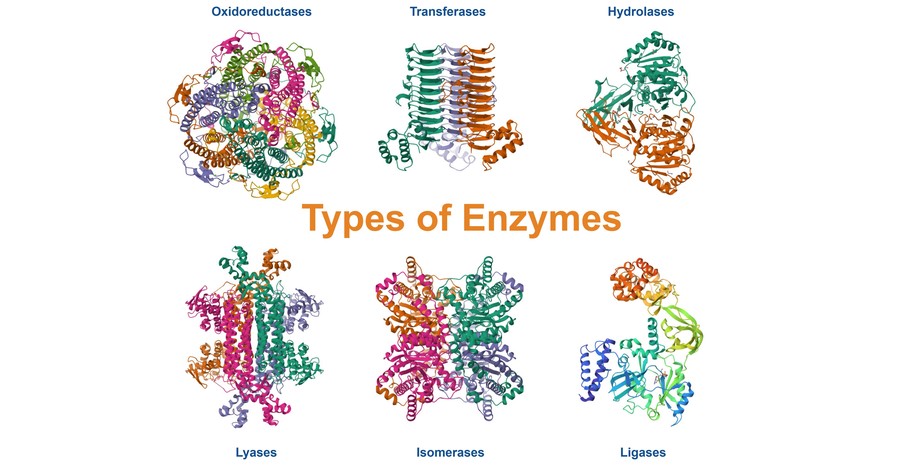 Types of Enzymes and Their Biological Functions