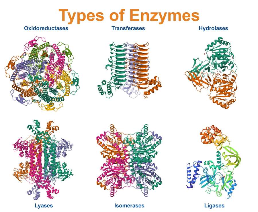 Six major classes of enzymes: oxidoreductases, transferases, hydrolases, lyases, isomerases, and ligases.