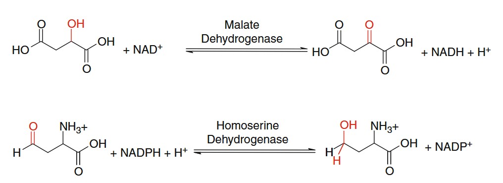oxidation reaction with malate dehydrogenase and homoserine dehydrogenase.