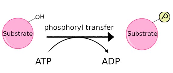 Kinases transfer phosphate groups from ATP to molecules.