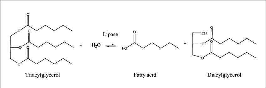 Lipases catalyze the breakdown of lipids into glycerol and fatty acids.