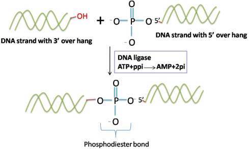 DNA ligases catalyze reactions to form phosphodiester bonds.