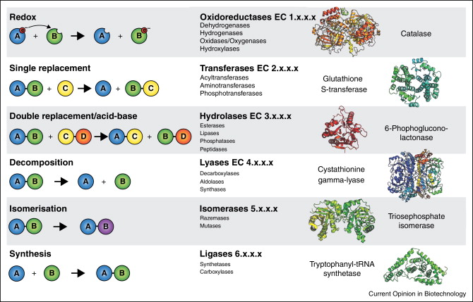 The reactions and examples of the six types of enzymes: oxidoreductases, transferases, hydrolases, lyases, isomerases, and ligases.