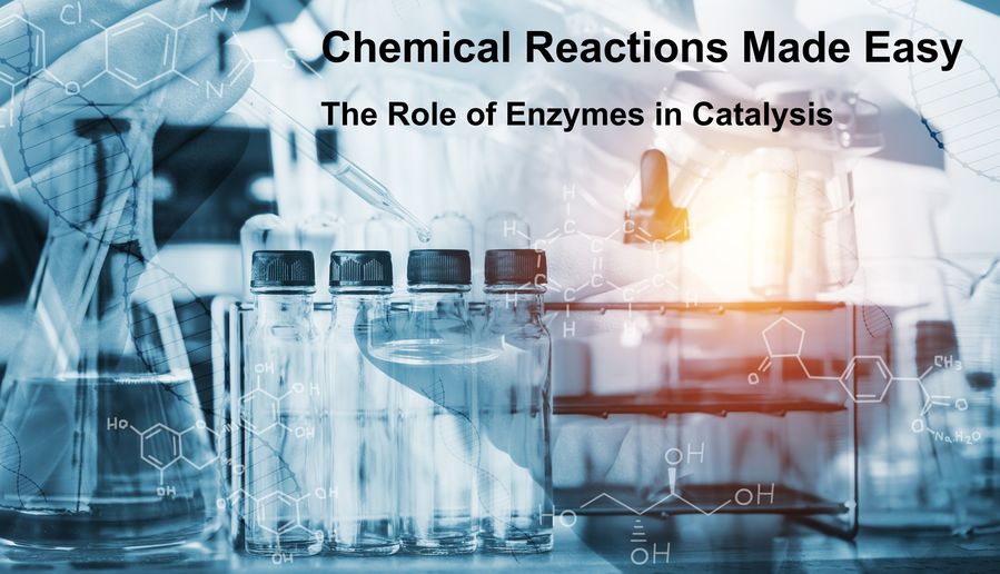 Chemical Reactions Made Easy: The Role of Enzymes in Catalysis