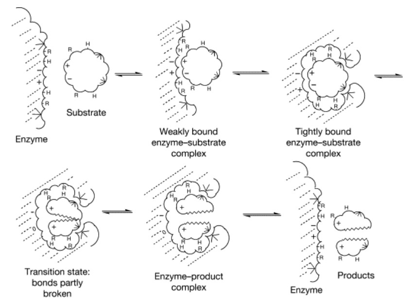 The process of enzyme catalysis.