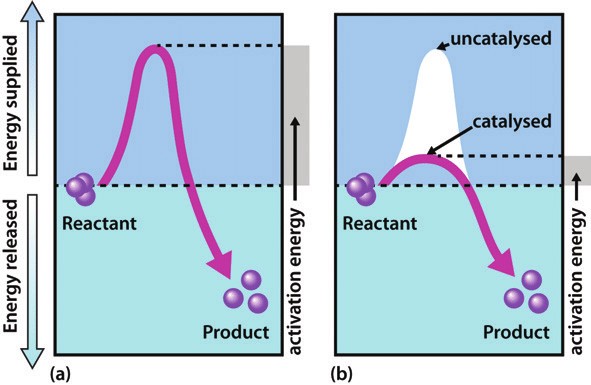 Enzyme lowers the activation energy of chemical reactions.