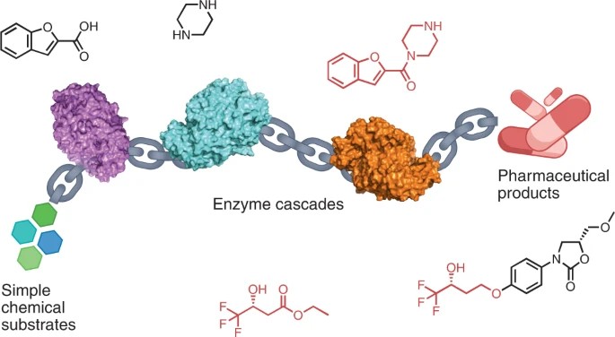 Multistep enzyme cascades as a route to green and sustainable pharmaceutical syntheses.
