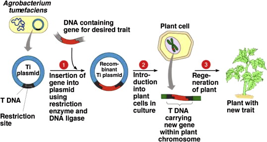 Workflow of Agrobacterium-mediated transformation to produce transgenic plant.