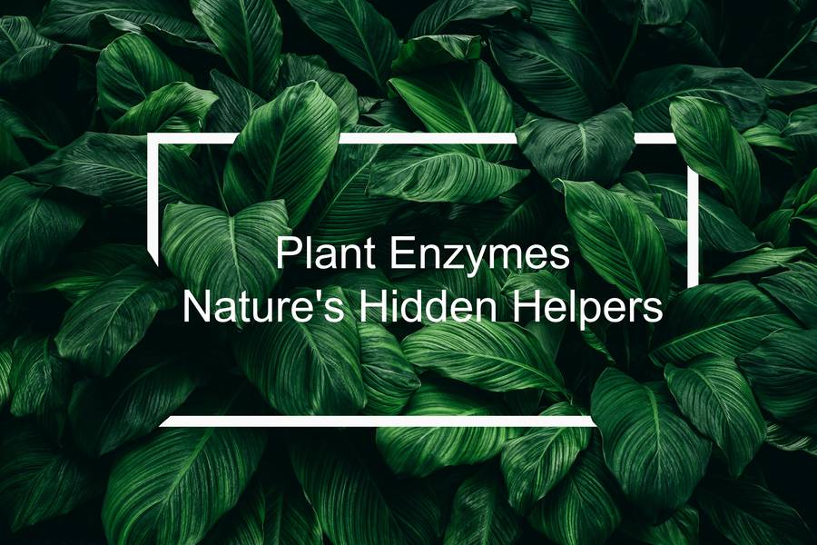 Creative Enzymes offers plant derived enzymes.
