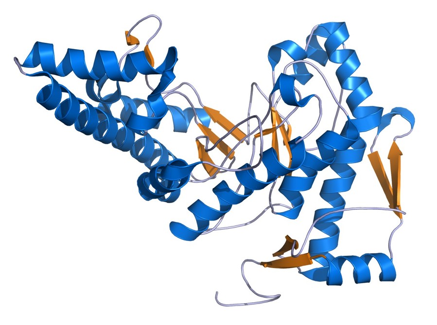 Hyaluronidase structure.