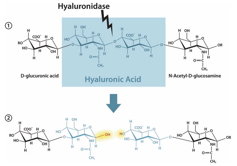 Mechanism of hyaluronidases action that cleaves hyaluronic acid.