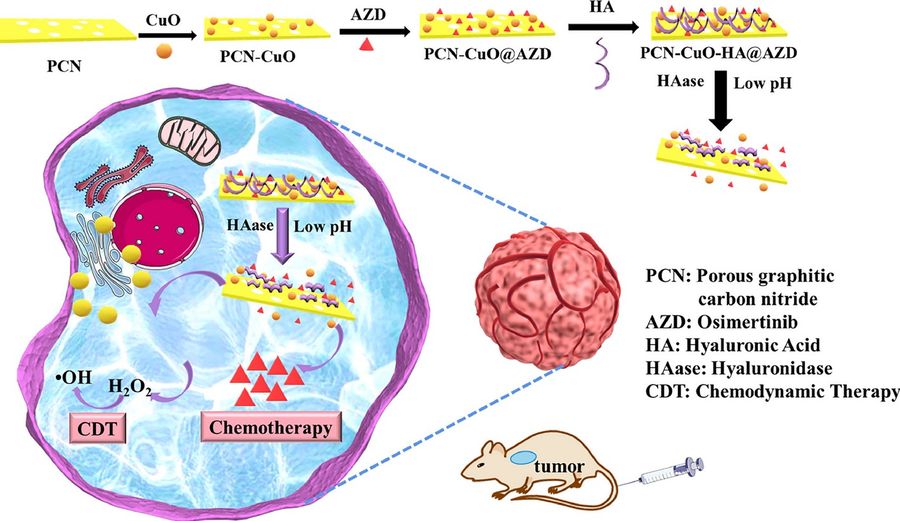 Application of pH and hyaluronidase dual-responsive mesoporous carbon nitride nano-drug delivery system for chemo dynamic therapy and chemotherapy combination therapy of non-small cell lung cancer.