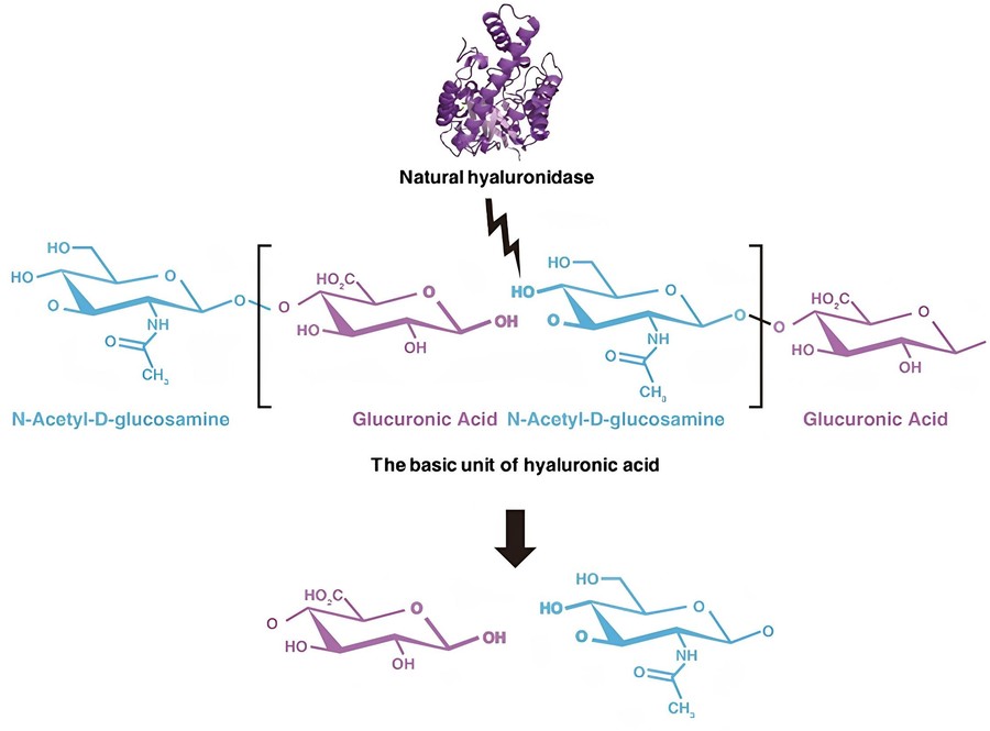 Hyaluronidases hydrolyze the glycosidic bonds within hyaluronic acid molecules.
