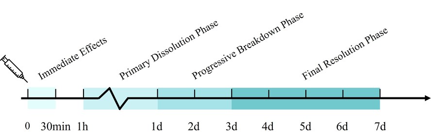 Expected timeframe for hyaluronidase injection results and phases: immediate effects, primary dissolution phase, progressive breakdown phase, and final resolution phase.