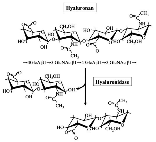 Hyaluronidase breaks down hyaluonan (hyaluronic acid).