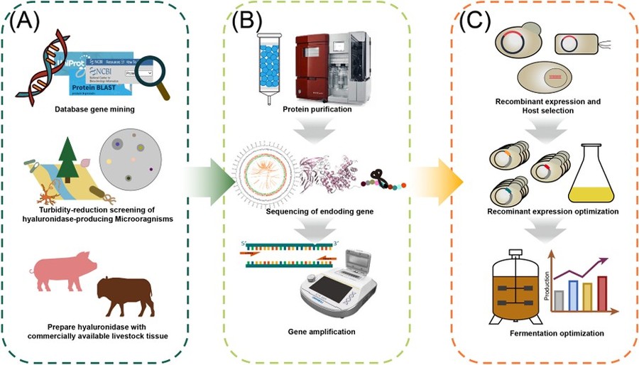 Workflow of hyaluronidase discovery, sequence decoding, and recombinant production.