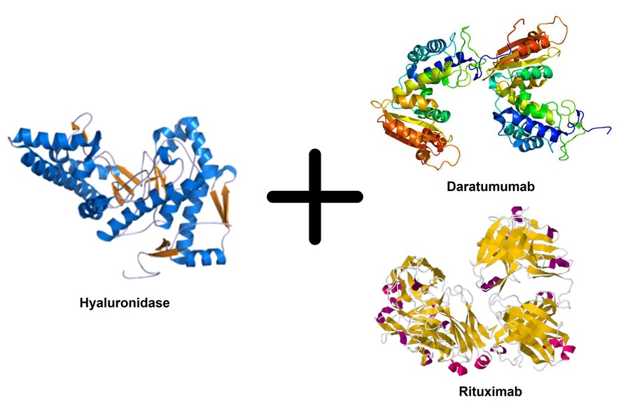 Hyaluronidase is used in combination with daratumumab and rituximab.