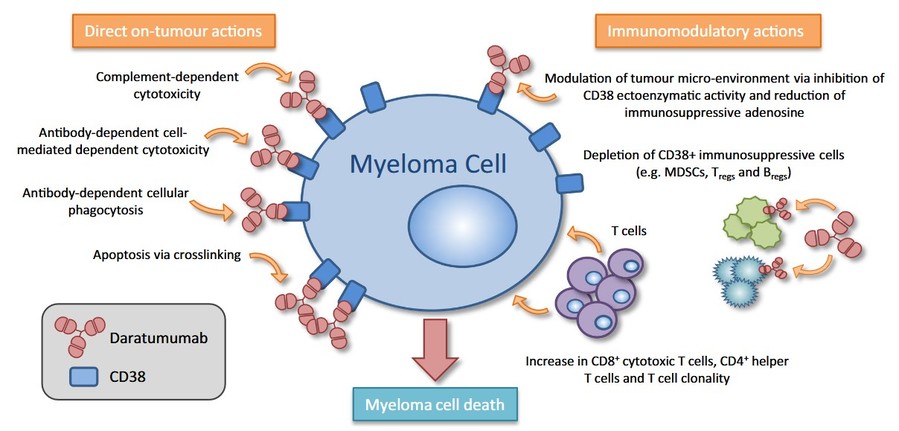 Daratumumab acts via direct on-tumor actions and immunomodulatory actions, leading to myeloma cell death.