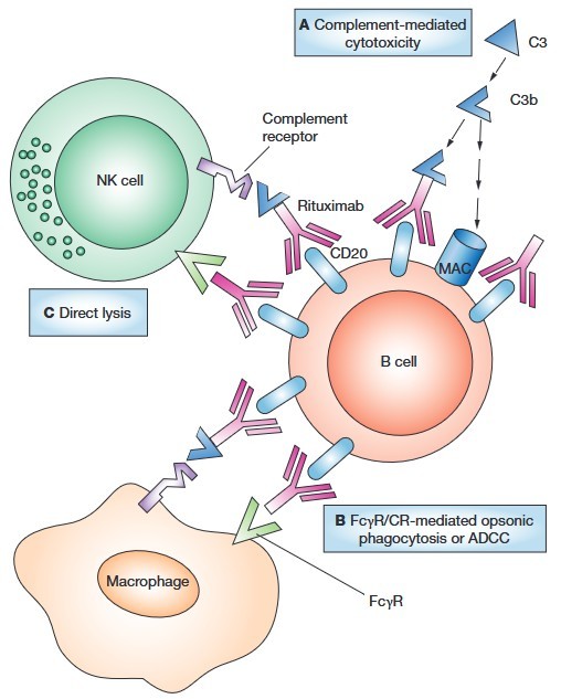 Mechanisms of rituximab during complement-mediated cytotoxicity, FcλR/CR-mediated opsonic phagocytosis or ADCC, and direct lysis.