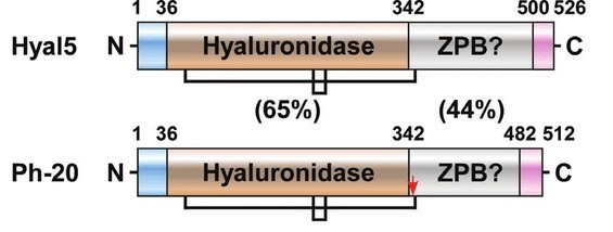 Schematic representation of the gene structure of HYAL5 and HYAL7–two sperm-specific hyaluronidase isoforms.