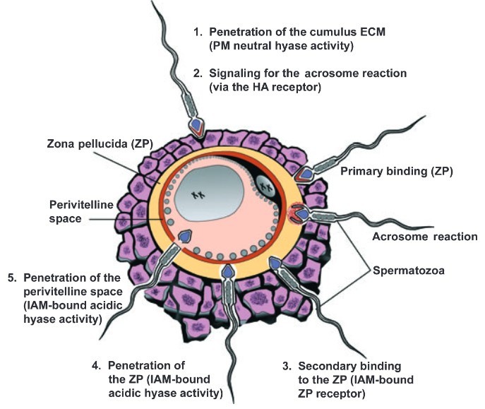 Hyaluronidase plays a crucial role in the process of sperm penetration into the egg.