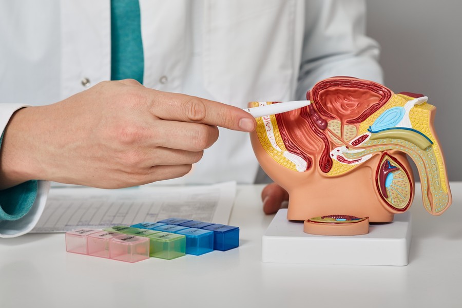 The Male Reproductive System and Hyaluronidase: A Biological Insight