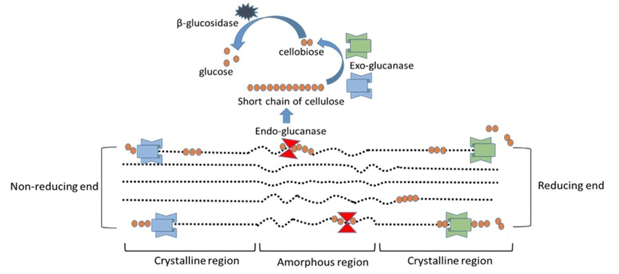 Synergistic action of the cellulase complex.