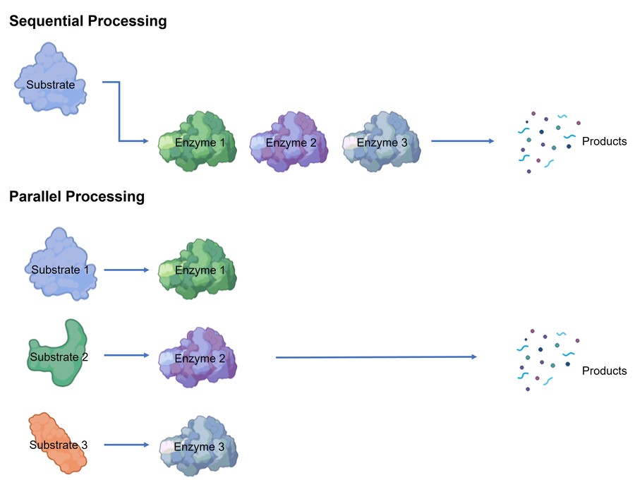 Enzyme blends work in sequential or parallel processing.