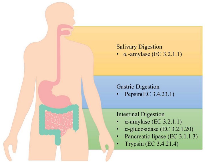 Main digestive enzymes in the human body: alpha-amylase, pepsin, alpha-glucosidase, pancreatic lipase, and trypsin.