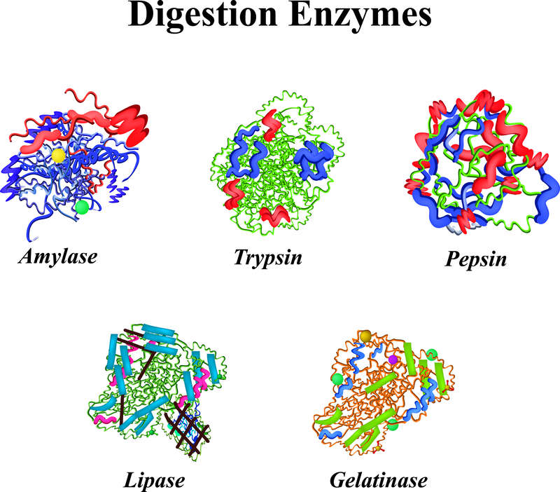 Digestive enzymes and their structure: amylase, trypsin, pepsin, lipase and gelatinase.
