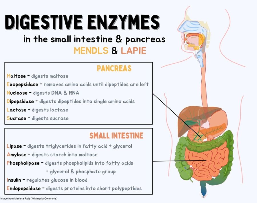 Digestive enzymes in the small intestine and pancreas: maltose, exopeptidase, nuclease, dipeptidase, lactase and sucrase in the pancreas; lipase, amylase, phospholipase, insulin and endopeptidase in the small intestine.