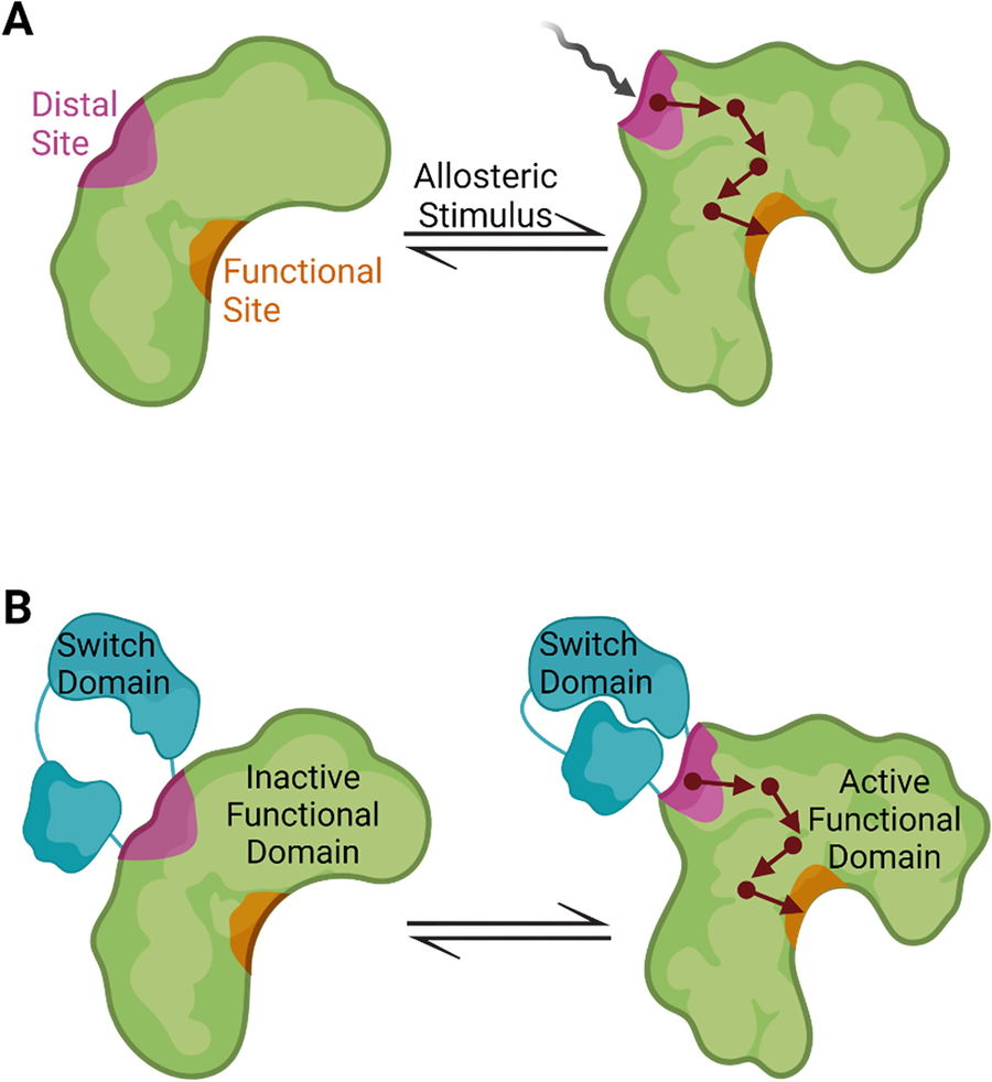 Allosteric regulation of protein activity and function