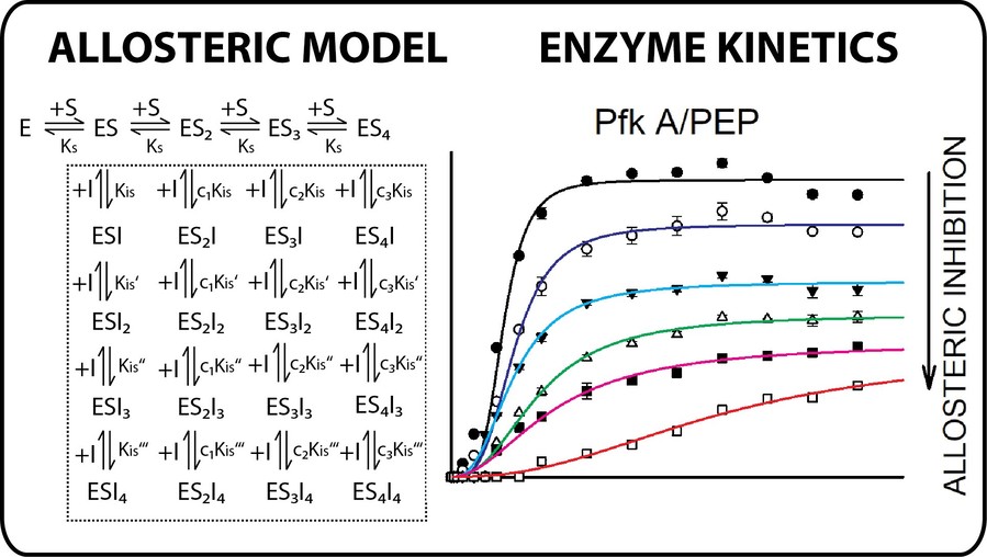 Enzyme kinetics of Pfk A with phosphoenolpyruvate (PEP) showing allosteric effects