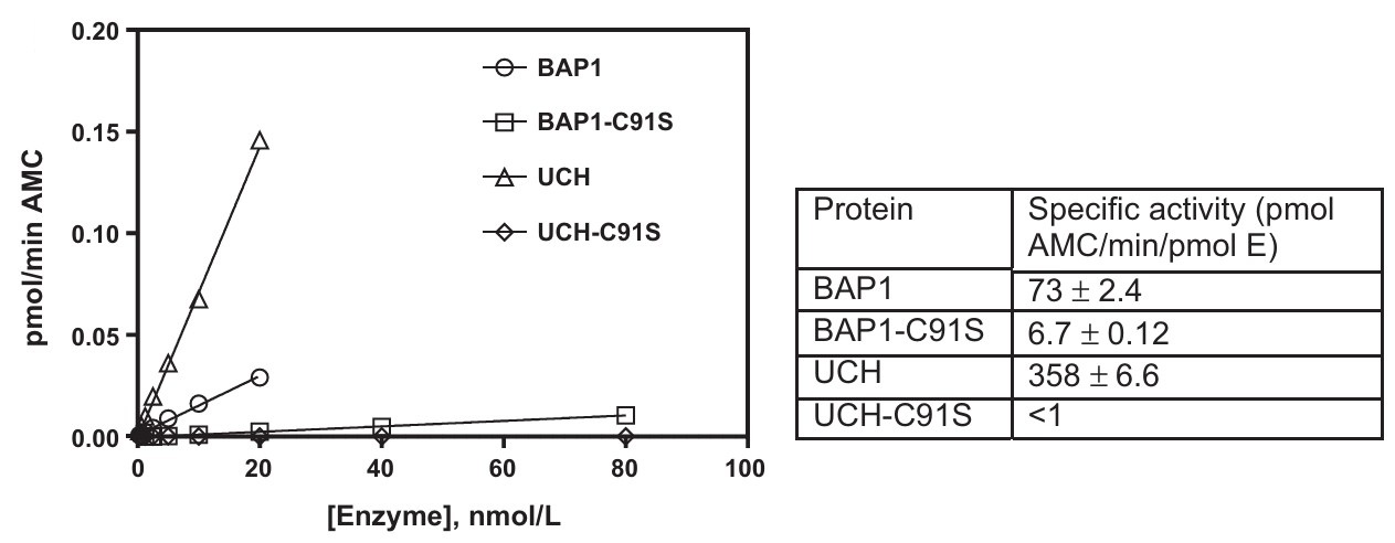 Kinetic analysis of BAP1 deubiquitinase regulated by ASXL1/2-mediated allosteric interactions