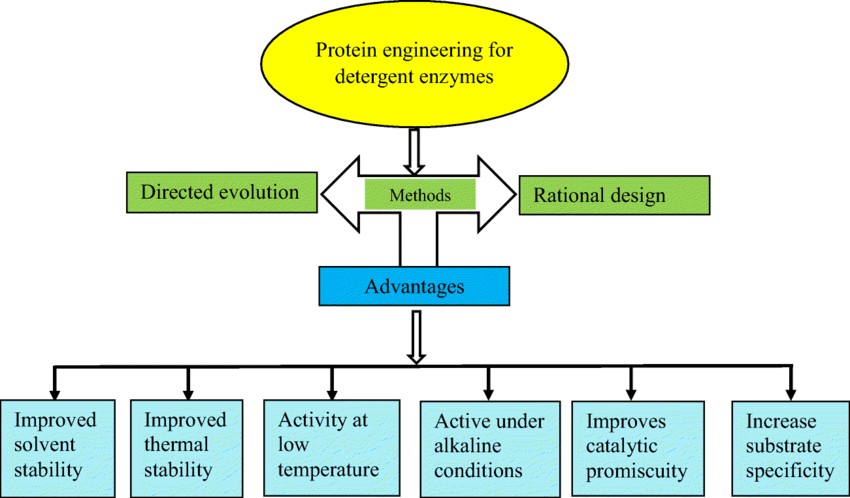 Overview of laundry enzymes engineering.