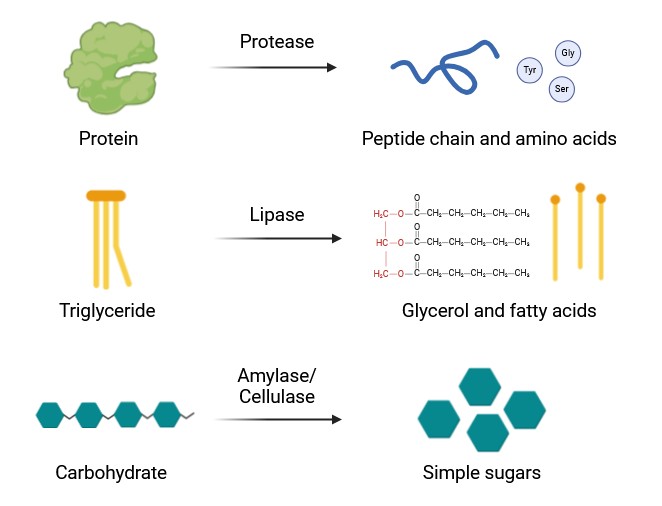 Proteases break down proteins into peptide chains and amino acids, lipases break down lipids and fats into glycerol and fatty acids, and amylases/cellulases break down carbohydrates into simple sugars.