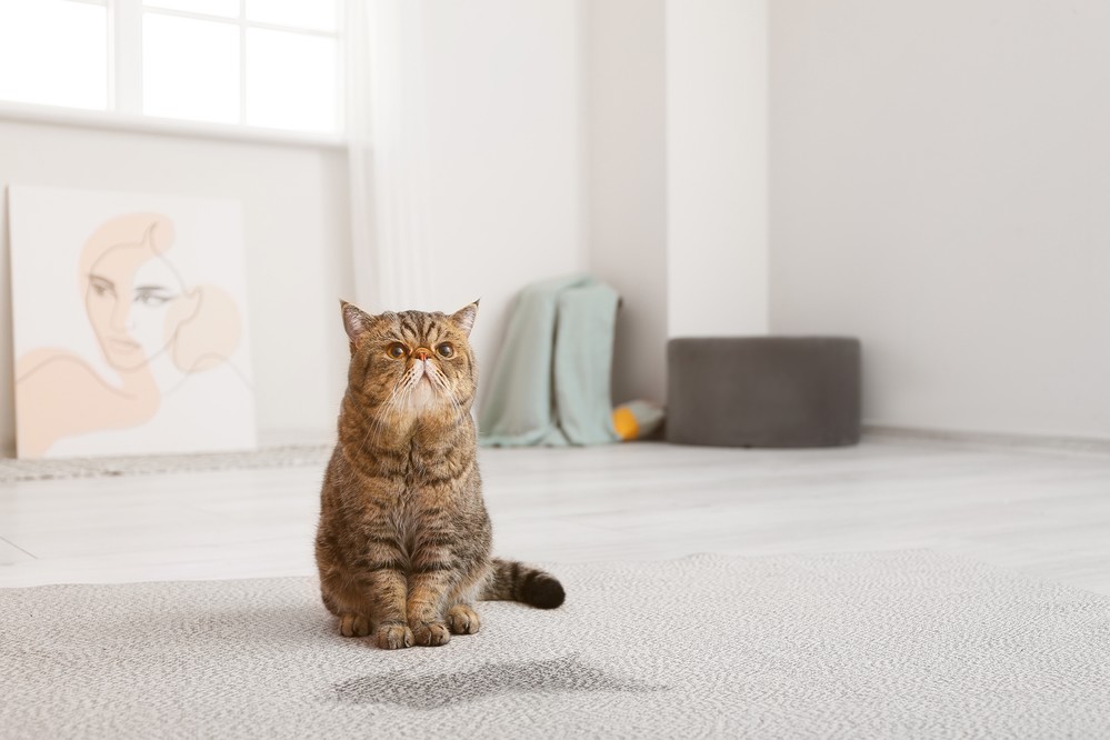 Enzyme detergents are effective at removing cat urine stains.
