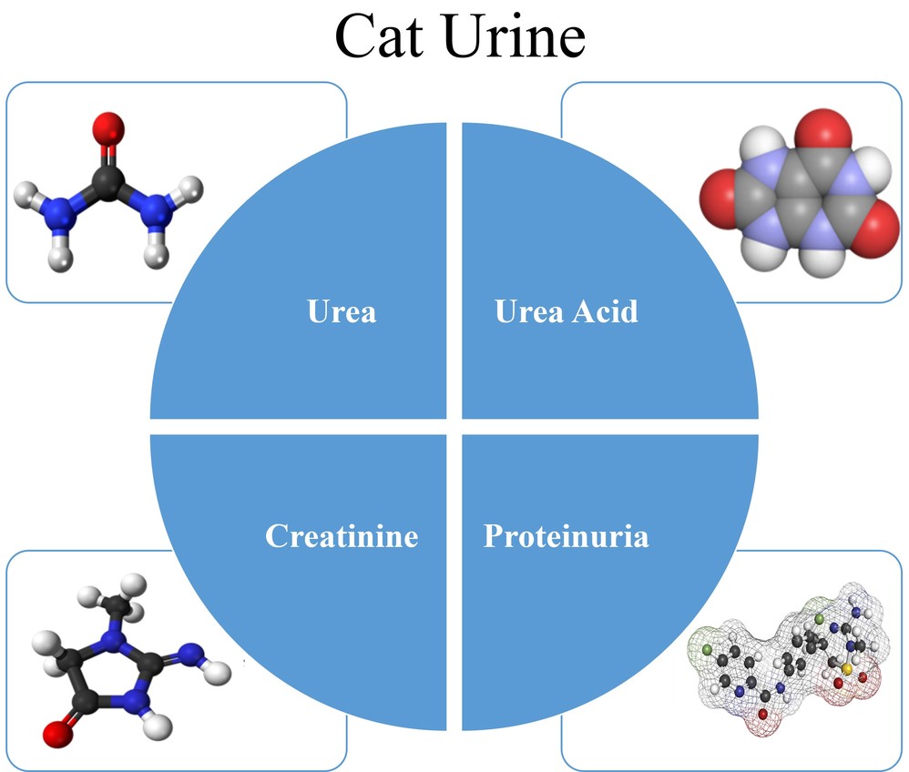 Cat urine consists of urea, uric acid, creatinine, proteins and other organic compounds.