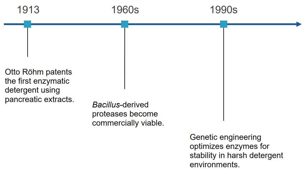 Key milestones in the development of enzymatic detergents: 1913, the first enzymatic detergent; 1960s, Bacillus-derived proteases; and 1990s, genetic engineering.